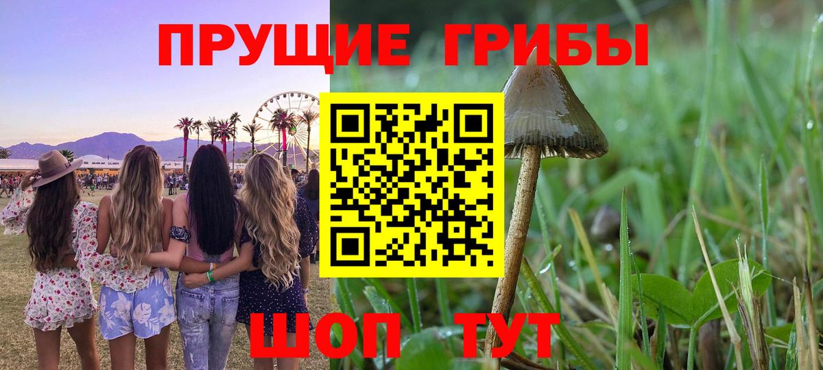 Галлюциногенные грибы Psilocybine cubensis Луга